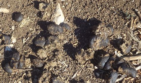 Peak Performance - Astrid In The World