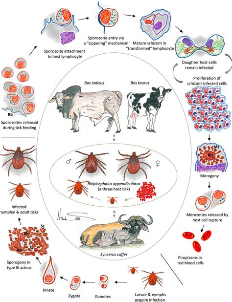 Livestock Ectoparasites Life Cycles - ClassNotes.ng