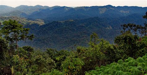 Safaris in Nyungwe National Park, Rwanda - Journeys by Design