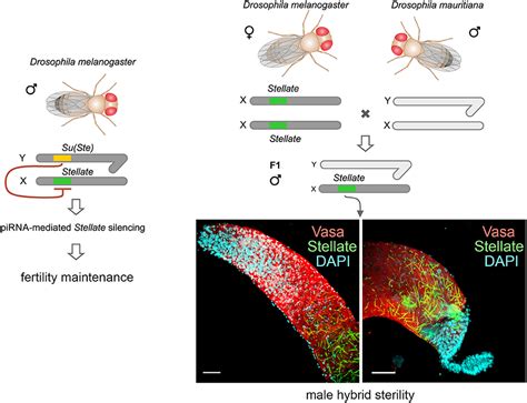 Frontiers Stellate Genes And The Pirna Pathway In Speciation And