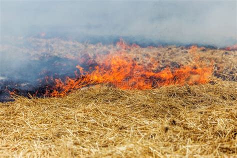 Los Fuegos Del Bosque Y De La Estepa Se Secan Totalmente Para Destruir