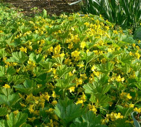 Le On De Jardin Les Waldsteinias Des Couvre Sols Prolifiques