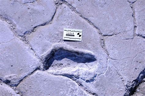 Prehistoric Human Footprints Reveal A Rare Snapshot Of Ancient Human