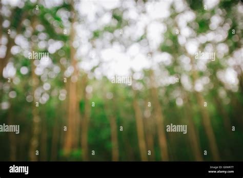 abstract blurry forest background Stock Photo - Alamy