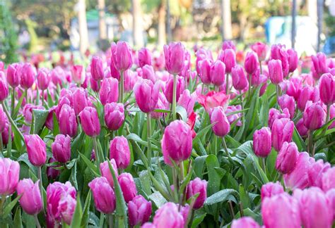 Pink tulip flower fields blooming in the garden 17725156 Stock Photo at ...