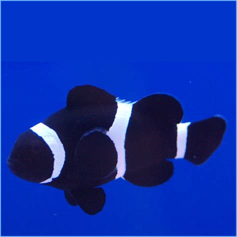 Black Percula Clownfish or Black False Percula Clownfish | Pete's ...