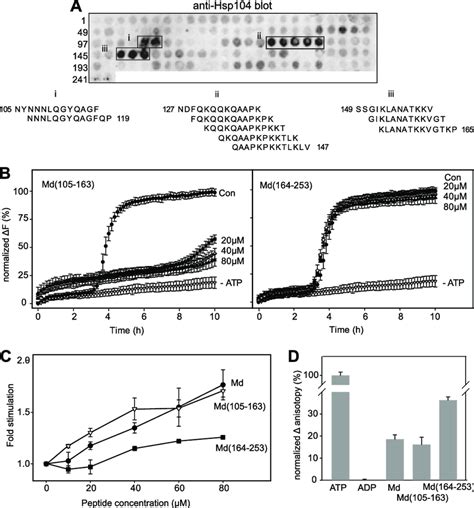 The Basic Region Of Md Functionally Interacts With Hsp A