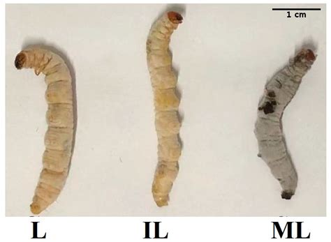 Insects Free Full Text Transcriptomic Analysis Insight Into The Immune Modulation During The