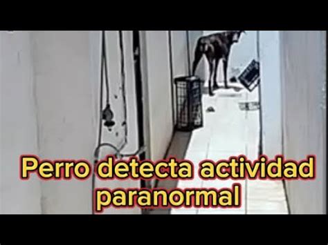 Perro Detecta Fantasma En Departamento Embrujado Youtube