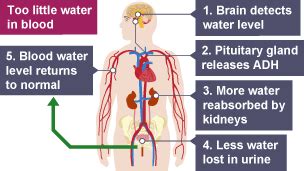 Anti Diuretic Hormone ADH The Role Of The Kidneys In Homeostasis