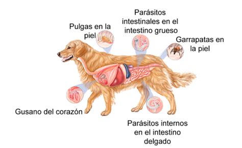 La Importancia De La Desparasitaci N En Perros Y Gatos