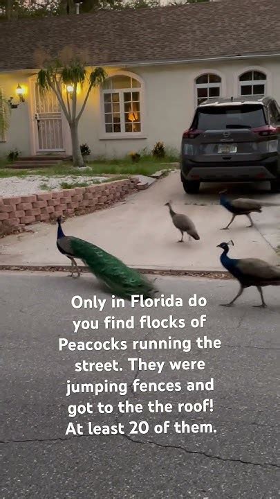 Peacocks Run The Street In Sarasota Florida Albino Peacock