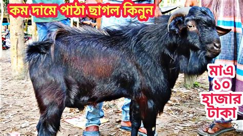 কম দামে পাঠা ছাগল কিনুন পাঠা ছাগলের হাট Patha Goat Prize In