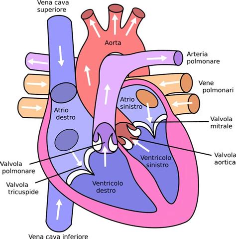 Aritmie Cardiache