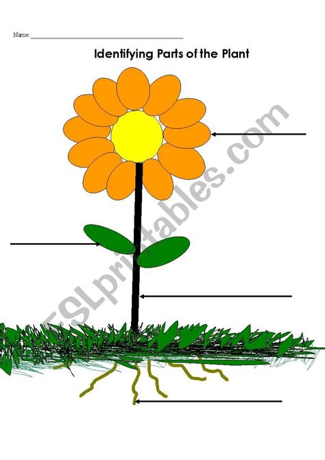 Parts Of A Flower ESL Worksheet By Tafonten