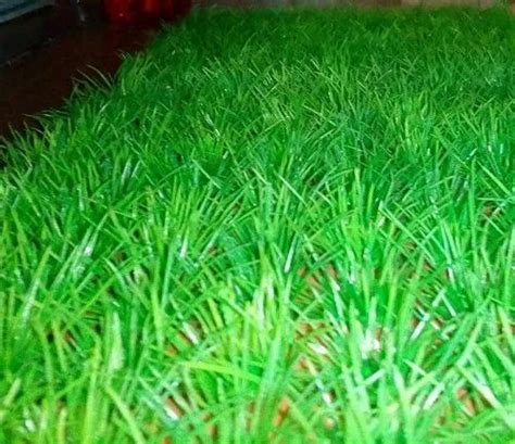 Aquarium Carpet Grass, Size: 10inch By 10inch at best price in Barpeta | ID: 20636957288