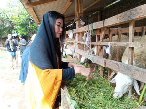 Dikritik Sensual Spg Hewan Kurban Di Bantul Tampil Syar I