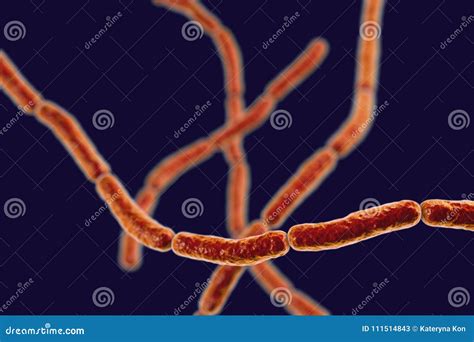 Streptobacillus Moniliformis Bacteria Stock Illustration - Illustration of rodshaped, color ...