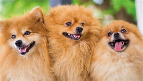 Cómo cuidar el pelo de un Pomerania para que siempre esté