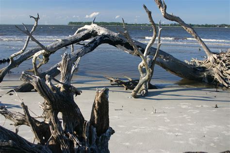 Solve Driftwood Beach On Jekyll Island Ga Jigsaw Puzzle Online With