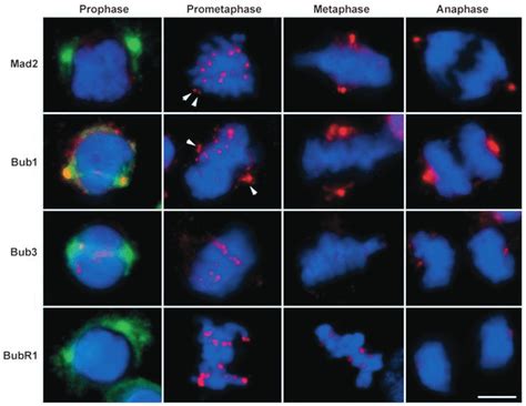 Immunolocalization Of Mad2 Bub1 Bub3 And BubR1 During Progression