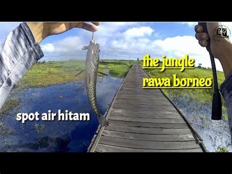 Casting Ikan Gabus Spot Air Hitam Longkongfishing689 YouTube