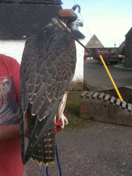 Gallery Angus Falconry Services