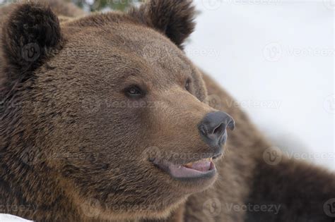 A black bear brown grizzly in the snow background 20422074 Stock Photo ...