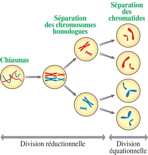 Chromosomes Cours Pdf