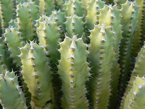 Euphorbia Resinifera Plant Biodiversity Of South Western Morocco