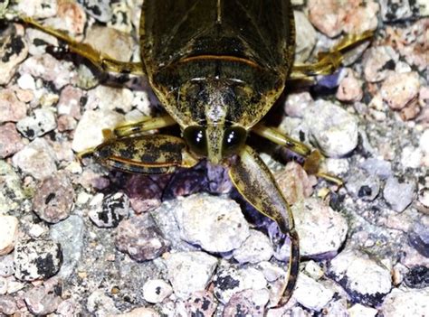 Lethocerus Medius Inaturalist