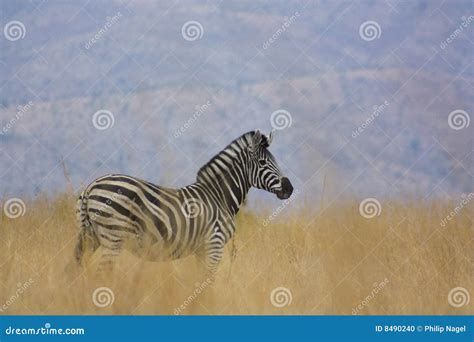 Zebra in natural habitat stock photo. Image of vlaktekwagga - 8490240