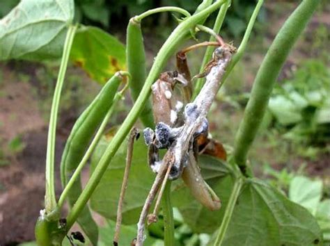 White Mold Sclerotinia