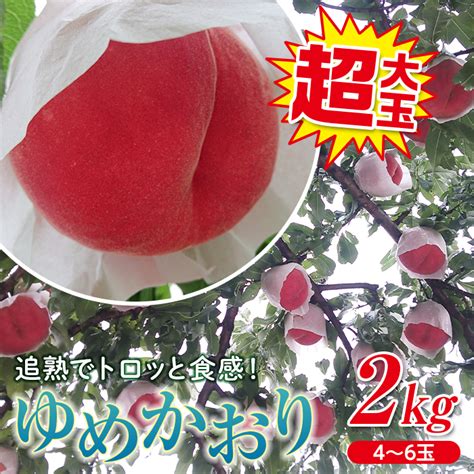 【楽天市場】【ふるさと納税】福島県産 ゆめかおり 2kg 新品種 2024年9月中旬～2024年9月下旬発送 先行予約 予約 極大玉 大きめ