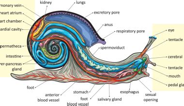 How Do Snails Reproduce Research Reveals Slimy Facts