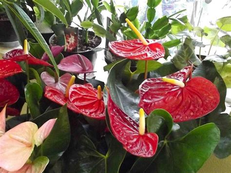 Top 10 Tropical House Plants Any One Can Grow