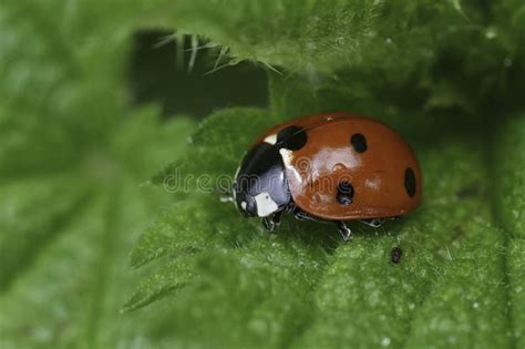 Closeup On The European Seven Spotted Ladybird Beetle Coccinella