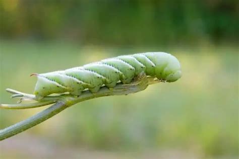 Green Caterpillars In Texas Pictures Wildlife Informer