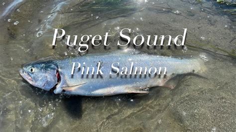 Pink Salmon Fishing In Puget Sound 8132023 First Fish In Washington