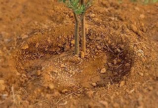 Top Quel Arbre Planter Dans Un Sol Argileux