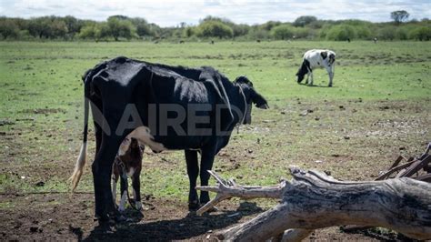 Sequía En El Norte Desde La Sociedad Rural De Vera Criticaron La Asistencia Mezquina Del