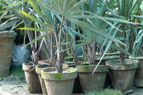 Palmas De Abanico Plateadas Plantadas En Macetas De Arcilla En Un