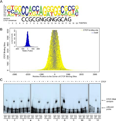 CTCF Binding Sites Are Characterized By A 20 Mer Motif A DNA Logo