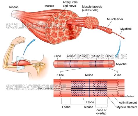 Muscle Structure (labeled), illustrati | Stock Image - Science Source ...