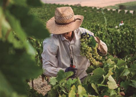 Harvest Production Sherry Wines