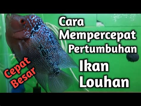 Rahasia Ikan Louhan Jumbo Trik Dan Tips Membesarkan Louhan Secara