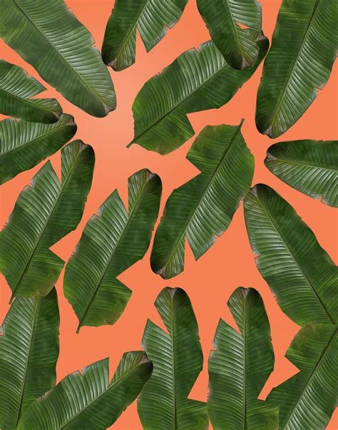 50 Banana Leaf Wallpapers WallpaperSafari