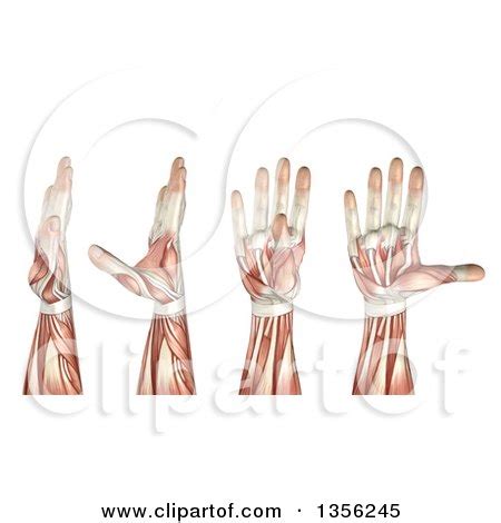 Clipart of a 3d Anatomical Man with Visible Muscles, Showing Thumb Abduction, Adduction ...