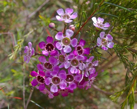 Chamelaucium Uncinatum Tubestock GardensOnline