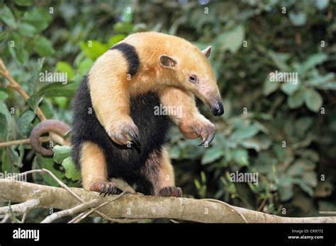 El Oso Melero Tamandua Tetradactyla Escalada Pantanal Brasil